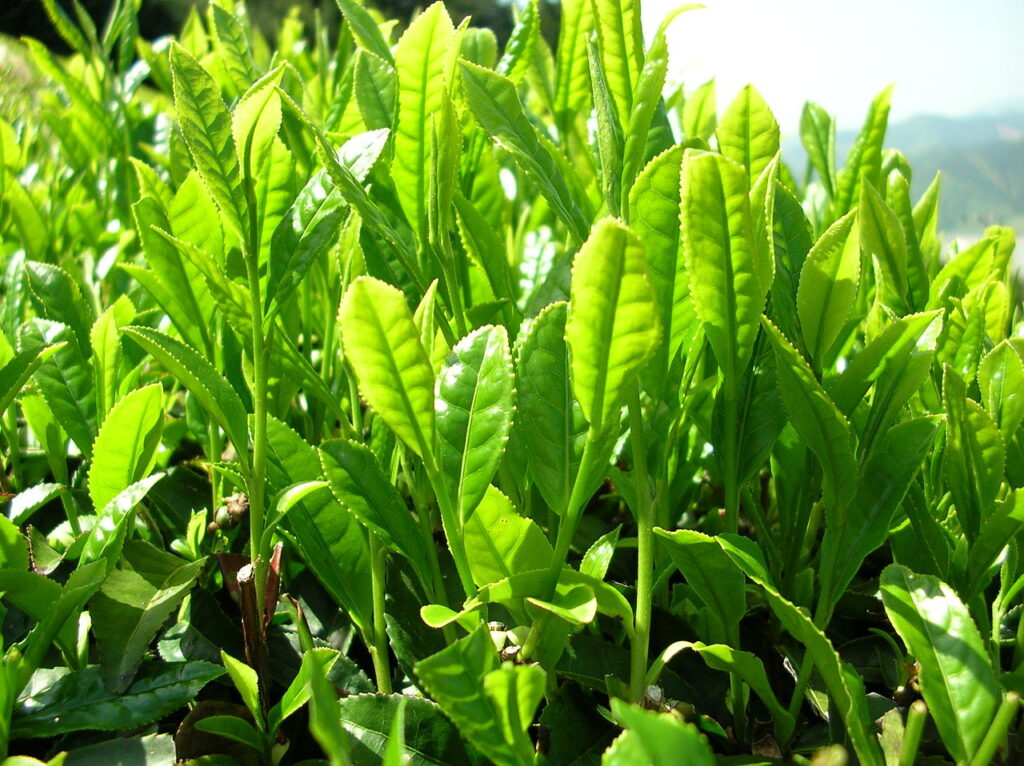 Té Verde