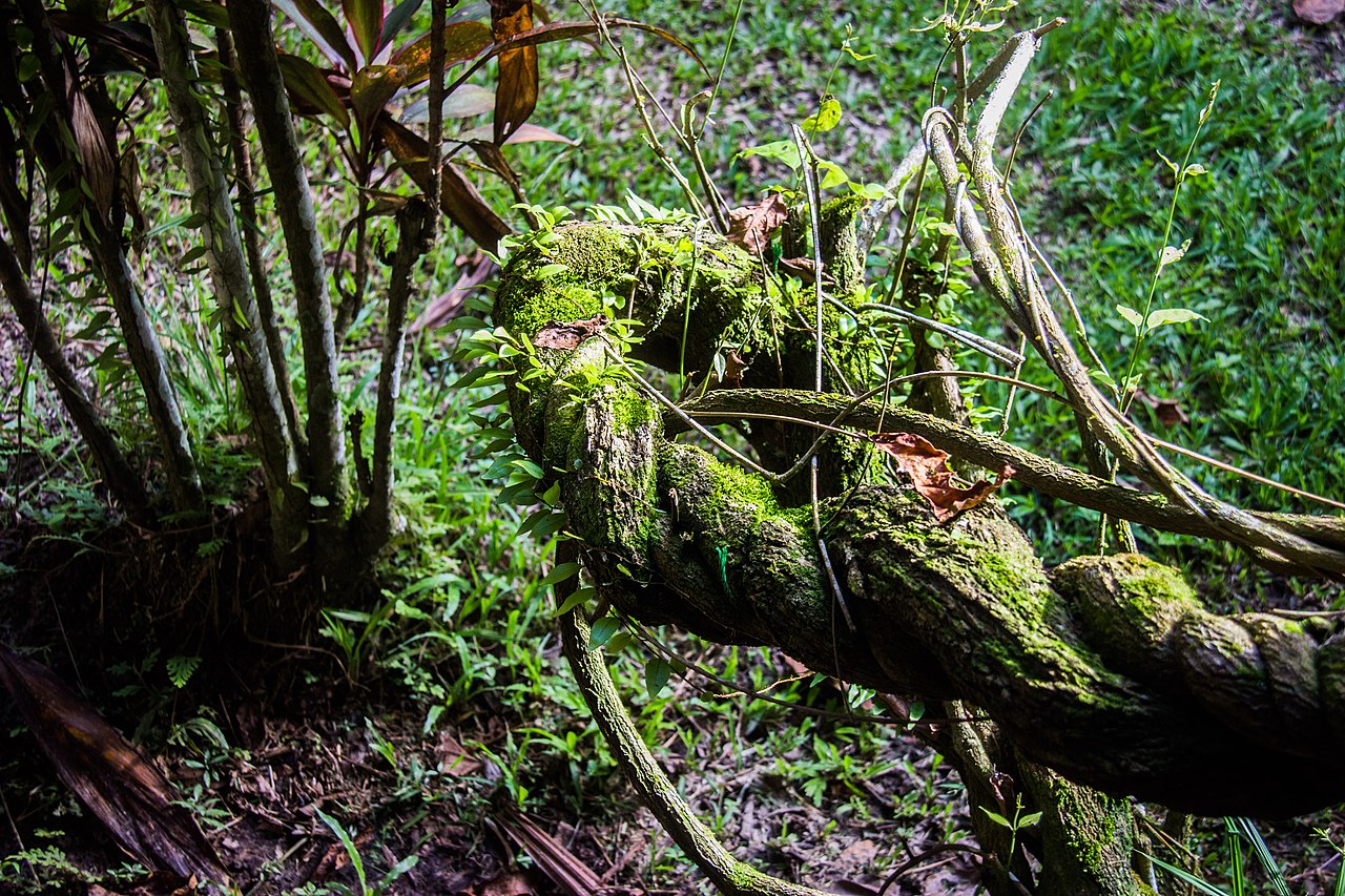 Lo que cambia después de una ceremonia con ayahuasca