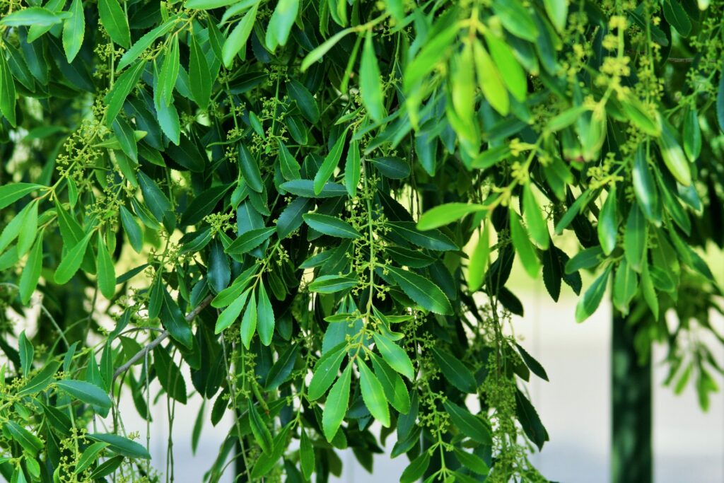 árbol de té