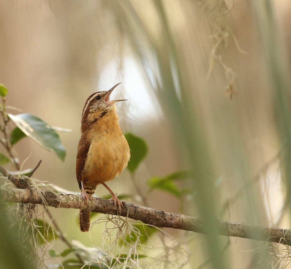 Poder del Canto