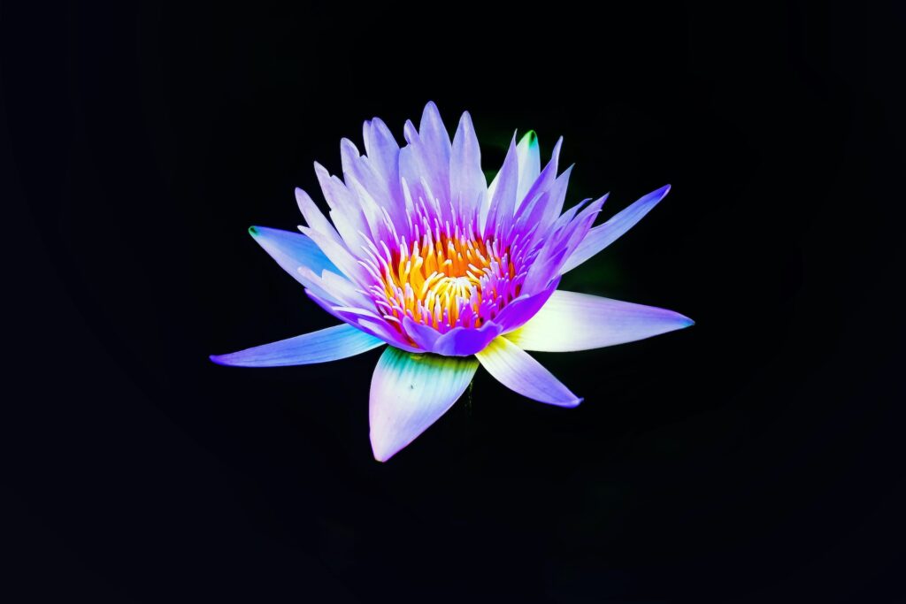 Blue Lotus