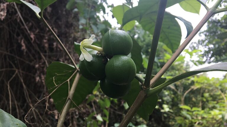 Sanango Racemosum ¿Qué es la sananga? Origen, uso y efectos - Ayahuasca en México ...