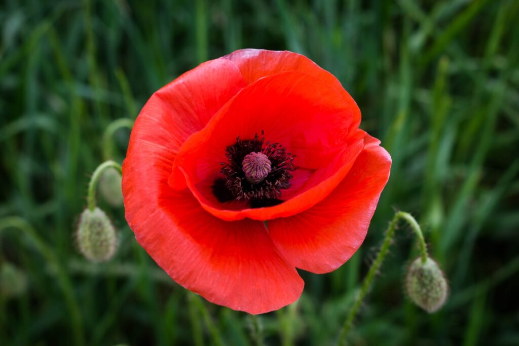 flor de amapola